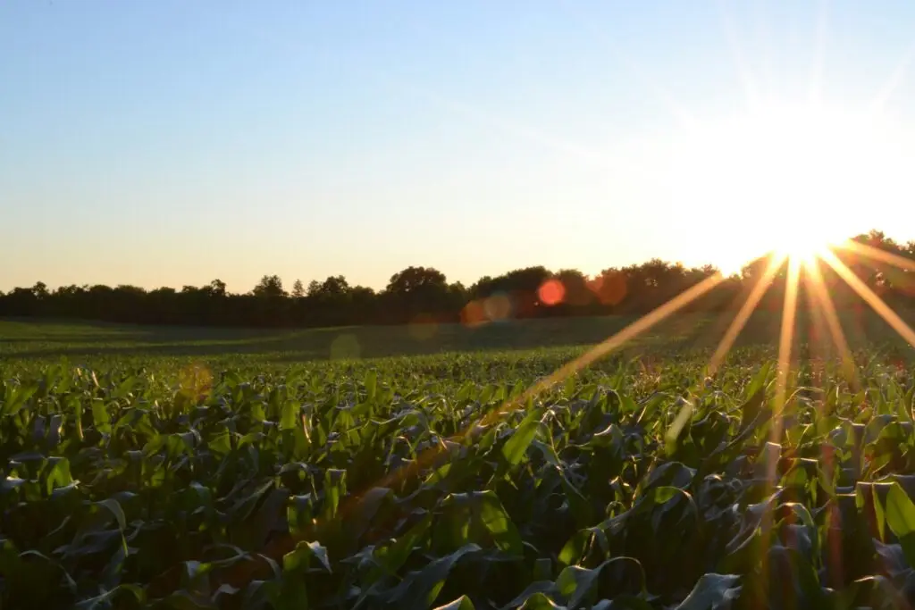 to till or no-till? why not tilling your field can lead to long-term success
