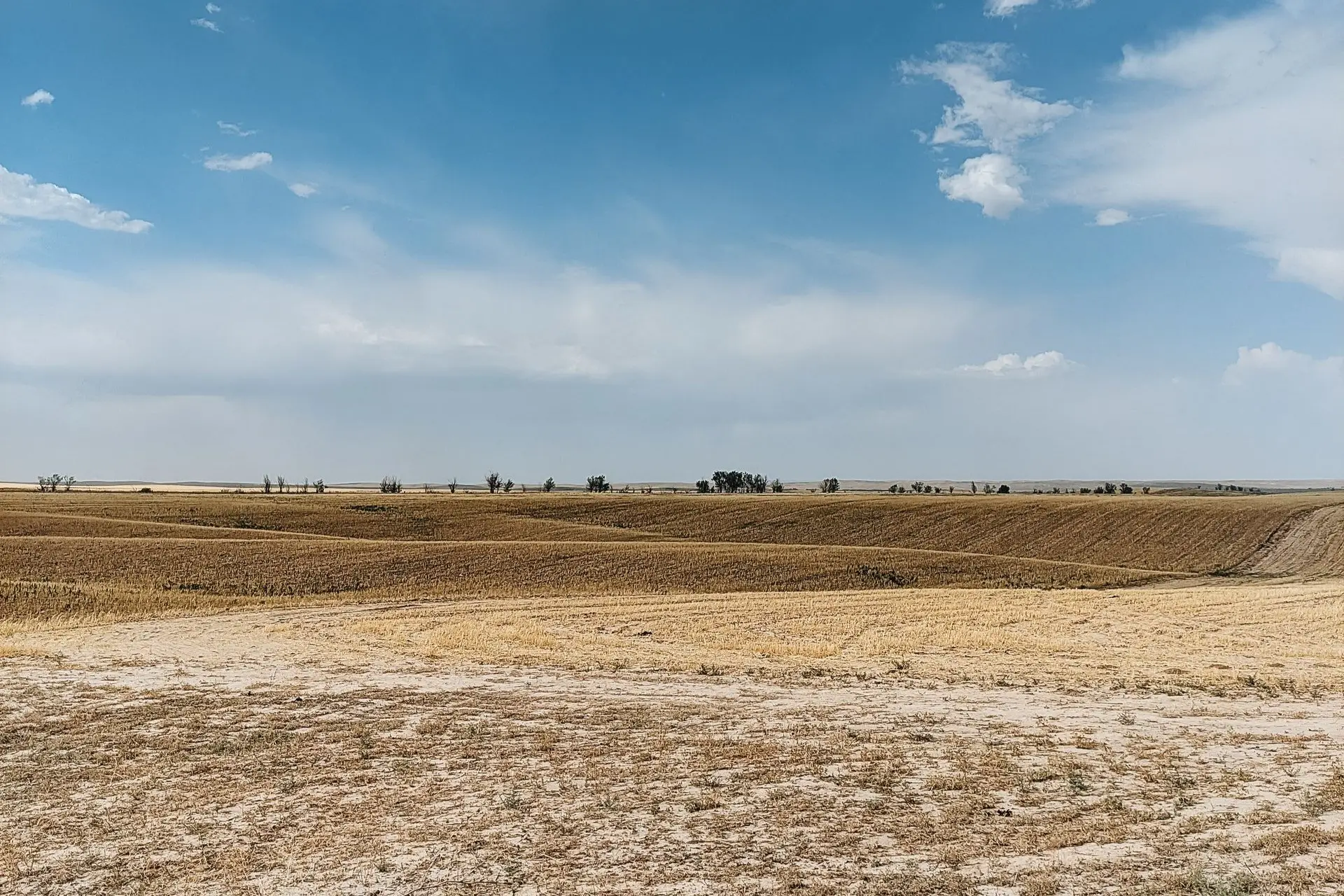 colorado state university 1998 dryland agriculture research report