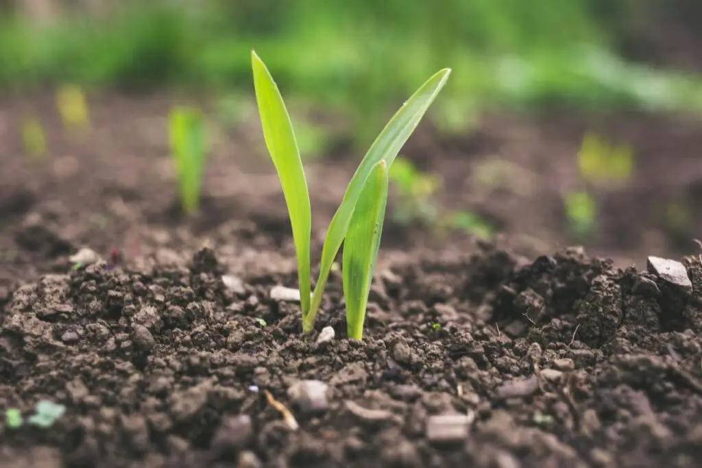 combining no-till with intensive crop rotations stops organic matter loss and builds soil carbon