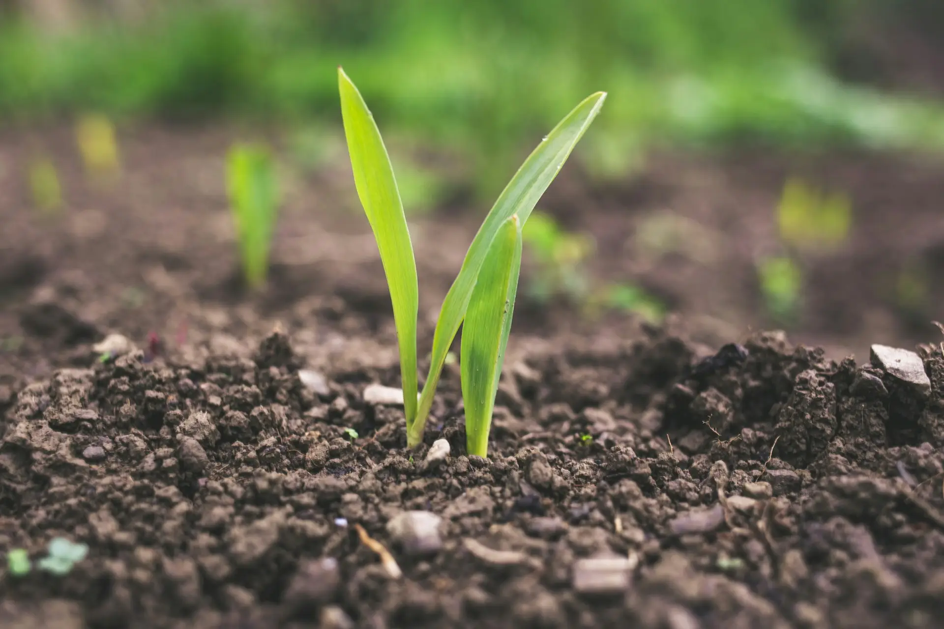 - North 40 Ag combining no-till with intensive crop rotations stops organic matter loss and builds soil carbon