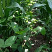 Soybean2-crop