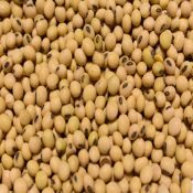 Soybeans-2
