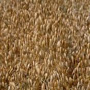 oats-crop